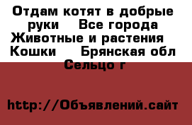 Отдам котят в добрые руки. - Все города Животные и растения » Кошки   . Брянская обл.,Сельцо г.